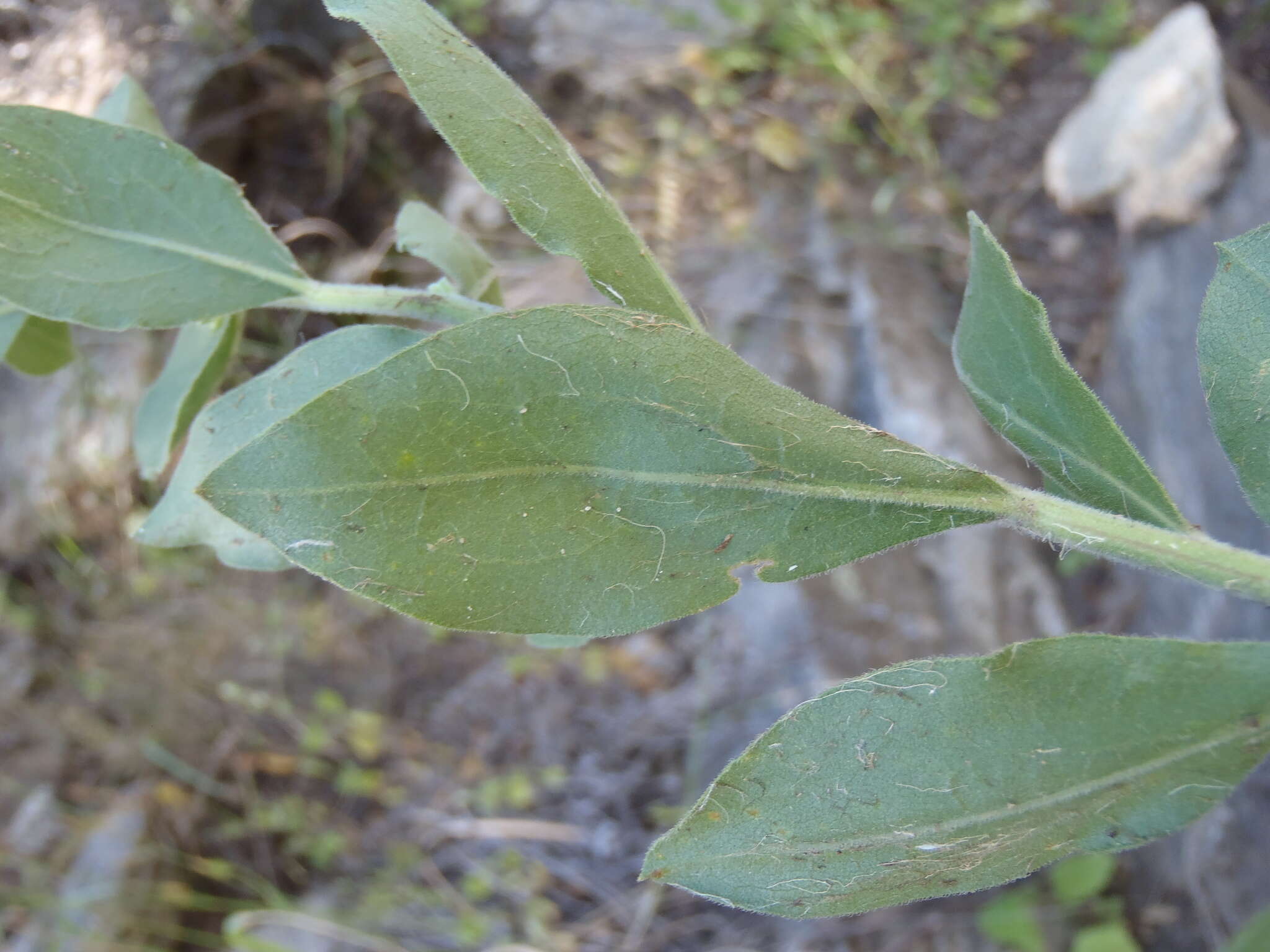 Image of Wright's goldenrod