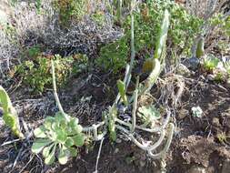 Plancia ëd Ceropegia dichotoma subsp. dichotoma