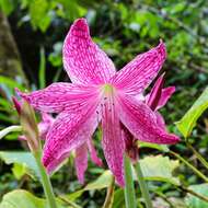 Слика од Hippeastrum reticulatum (L'Hér.) Herb.