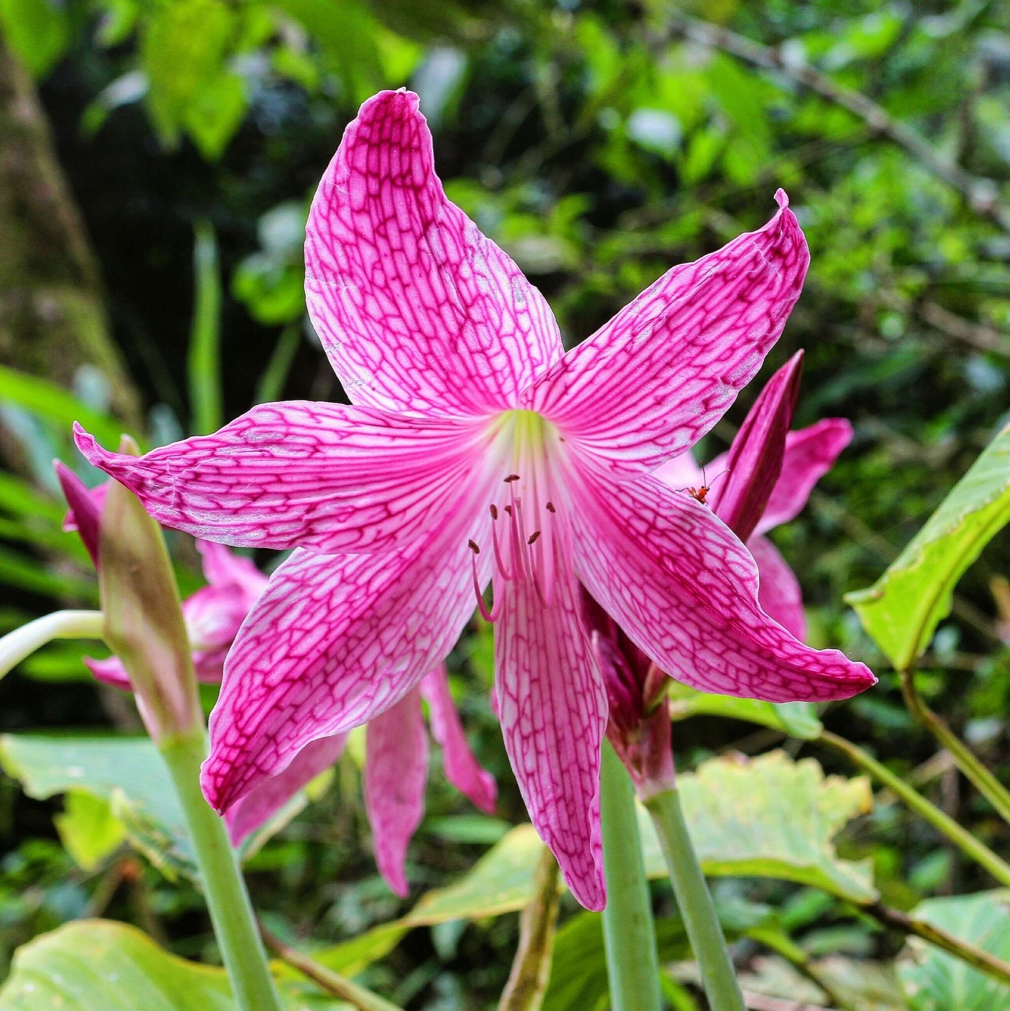 صورة Hippeastrum reticulatum (L'Hér.) Herb.