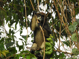 Cercopithecus neglectus Schlegel 1876 resmi