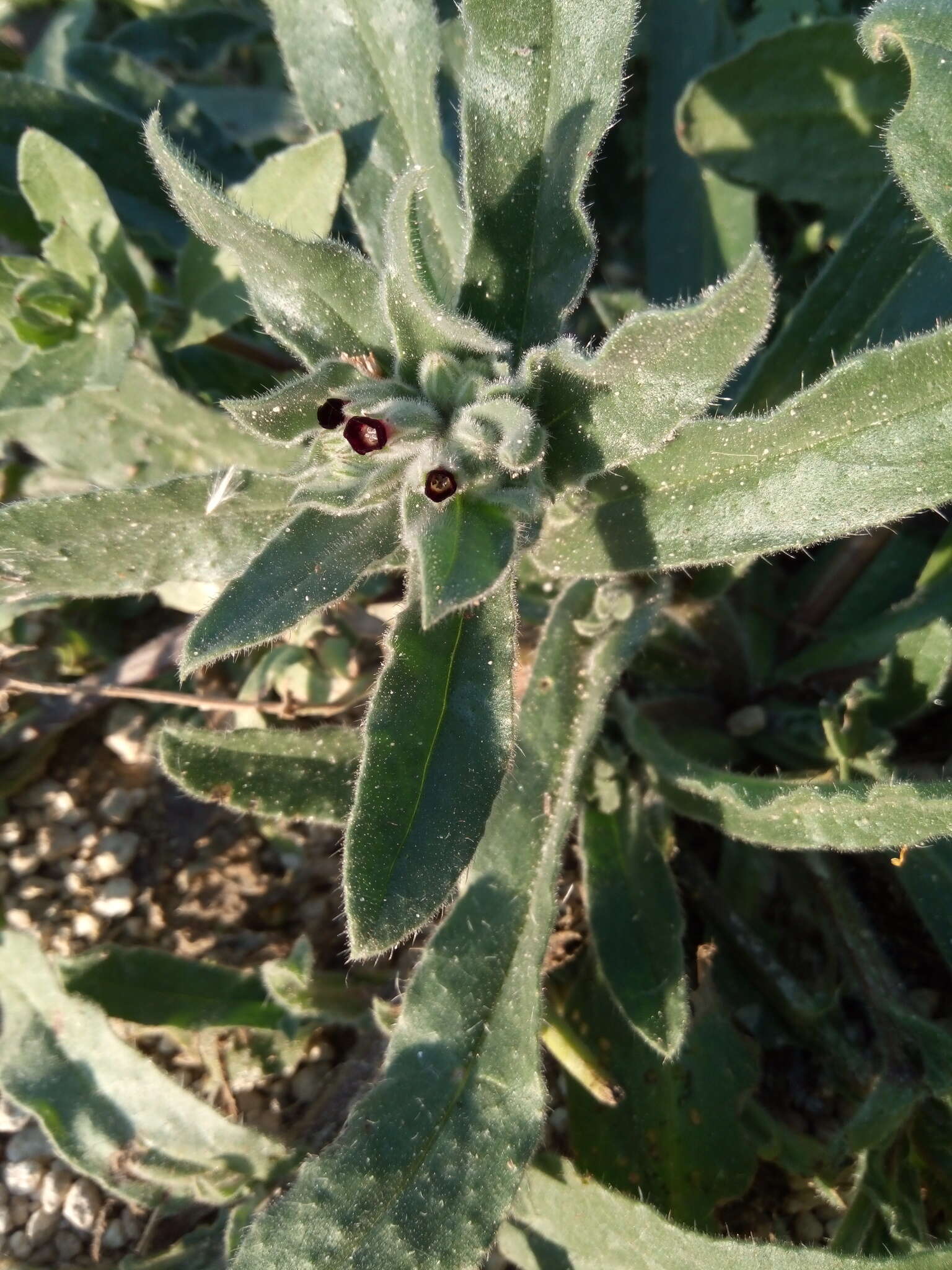 Imagem de Nonea vesicaria (L.) Rchb.