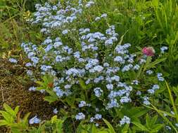 Plancia ëd Myosotis lithospermifolia (Willd.) Hornem.