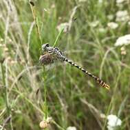 Image of Onychogomphus flexuosus (Schneider 1845)