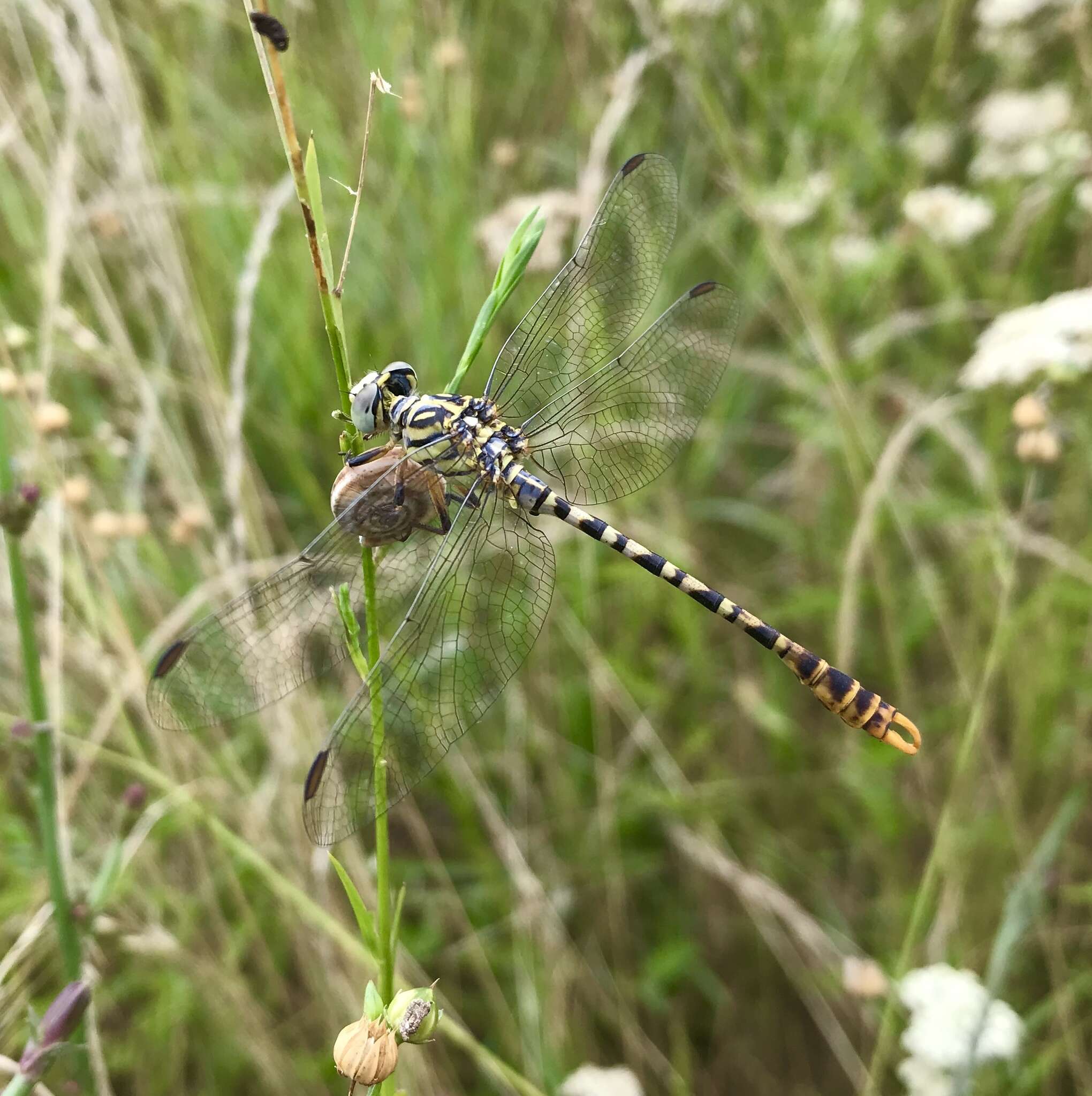 Image of Onychogomphus flexuosus (Schneider 1845)