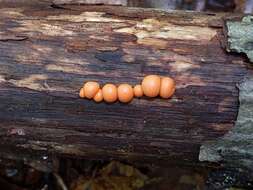 Image of Lycogala epidendrum terrestre (Fr.) Y. Yamam. 1998