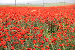 Image of Papaver pavoninum Fisch. & C. A. Mey.