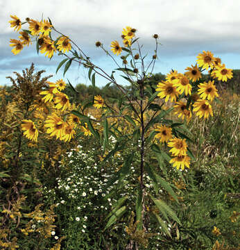 Image of sawtooth sunflower