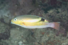 Image of Darkstripe tuskfish