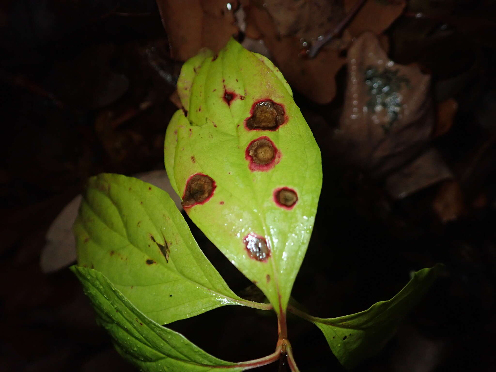 Image of Parallelodiplosis subtruncata (Felt 1907)