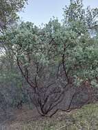 Image of Mariposa manzanita