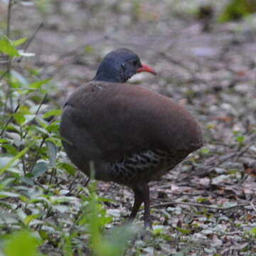 Image of Tataupa Tinamou