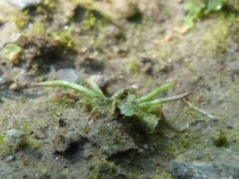 Image of Macoun's hornwort