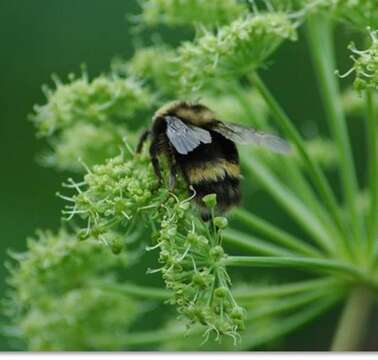 Image of <i>Bombus mckayi</i> Ashmead