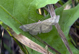 Image of tawny wave