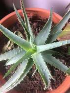 Plancia ëd Aloe × spinosissima