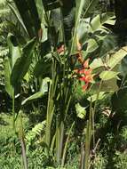 Image of Heliconia rauliniana Barreiros