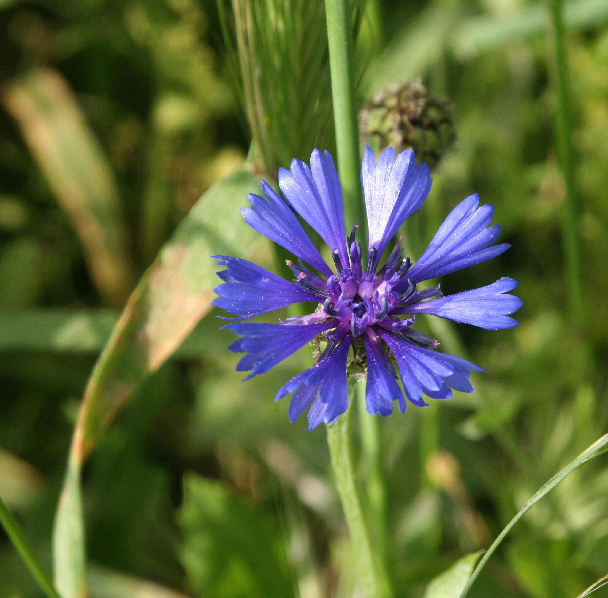 Image of Centaurea cyanoides Berggren & Wahlenb.