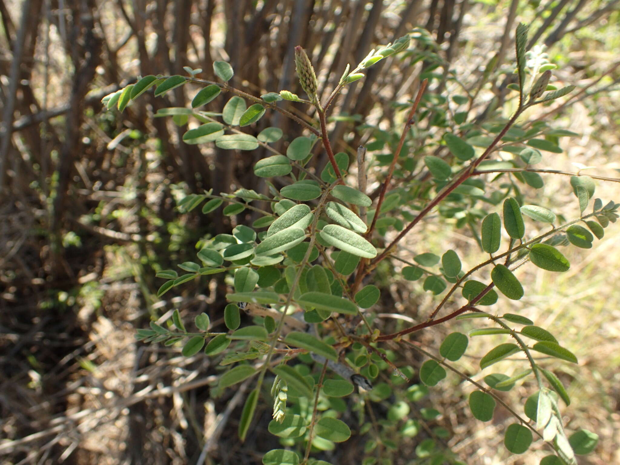 Image of California Indigobush