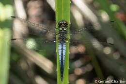 Image of Lyriothemis mortoni Ris 1919