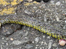 Image of Military ground snake