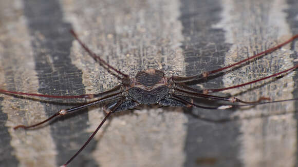 Imagem de Acanthophrynus coronatus (Butler 1873)