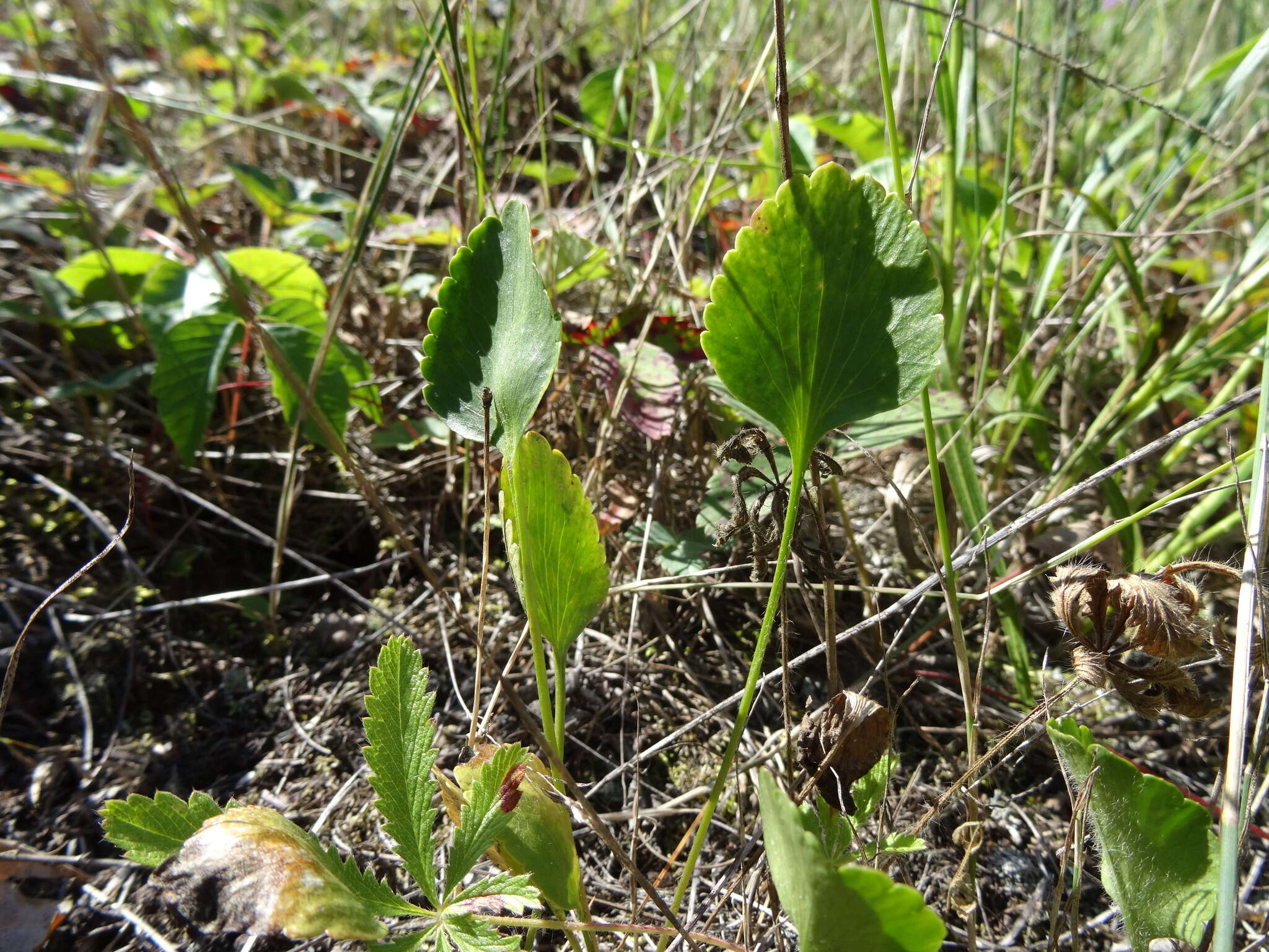 Image of Labrador buttercup