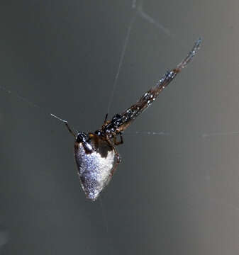 Image of Argyrodes antipodianus O. Pickard-Cambridge 1880