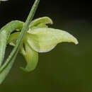 Image of Platanthera algeriensis Batt. & Trab.