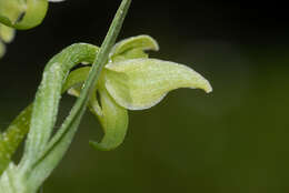 Слика од Platanthera algeriensis Batt. & Trab.