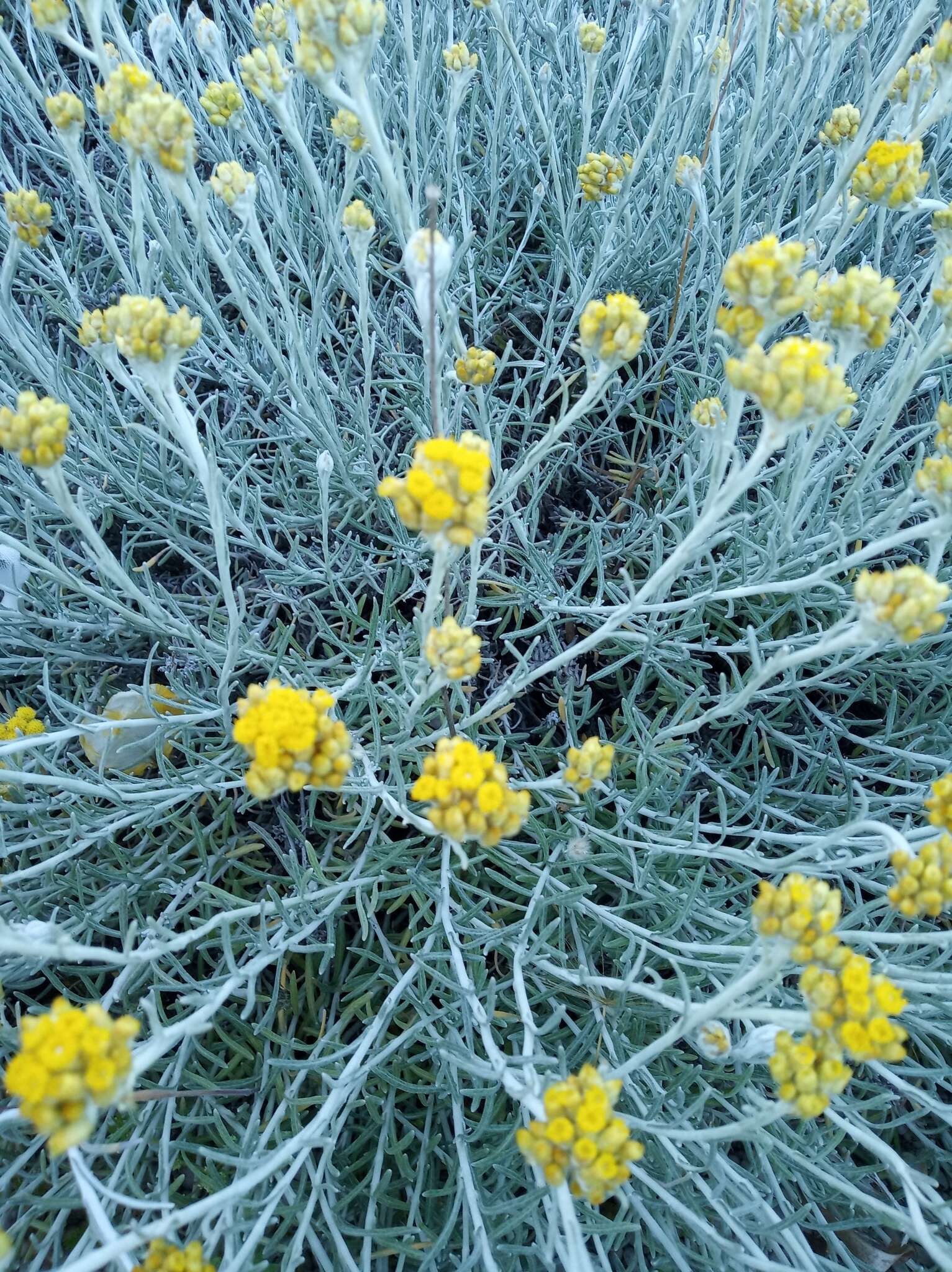 Image of yellow amaranth