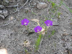 Plancia ëd Ipomoea capillacea (Kunth) G. Don