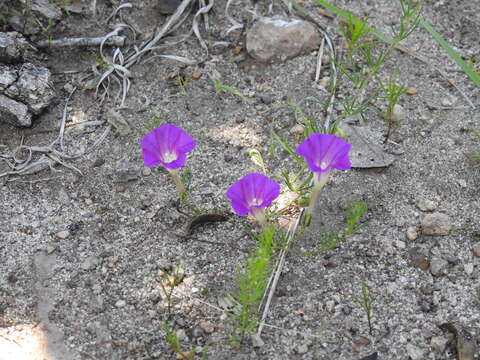 Imagem de Ipomoea capillacea (Kunth) G. Don