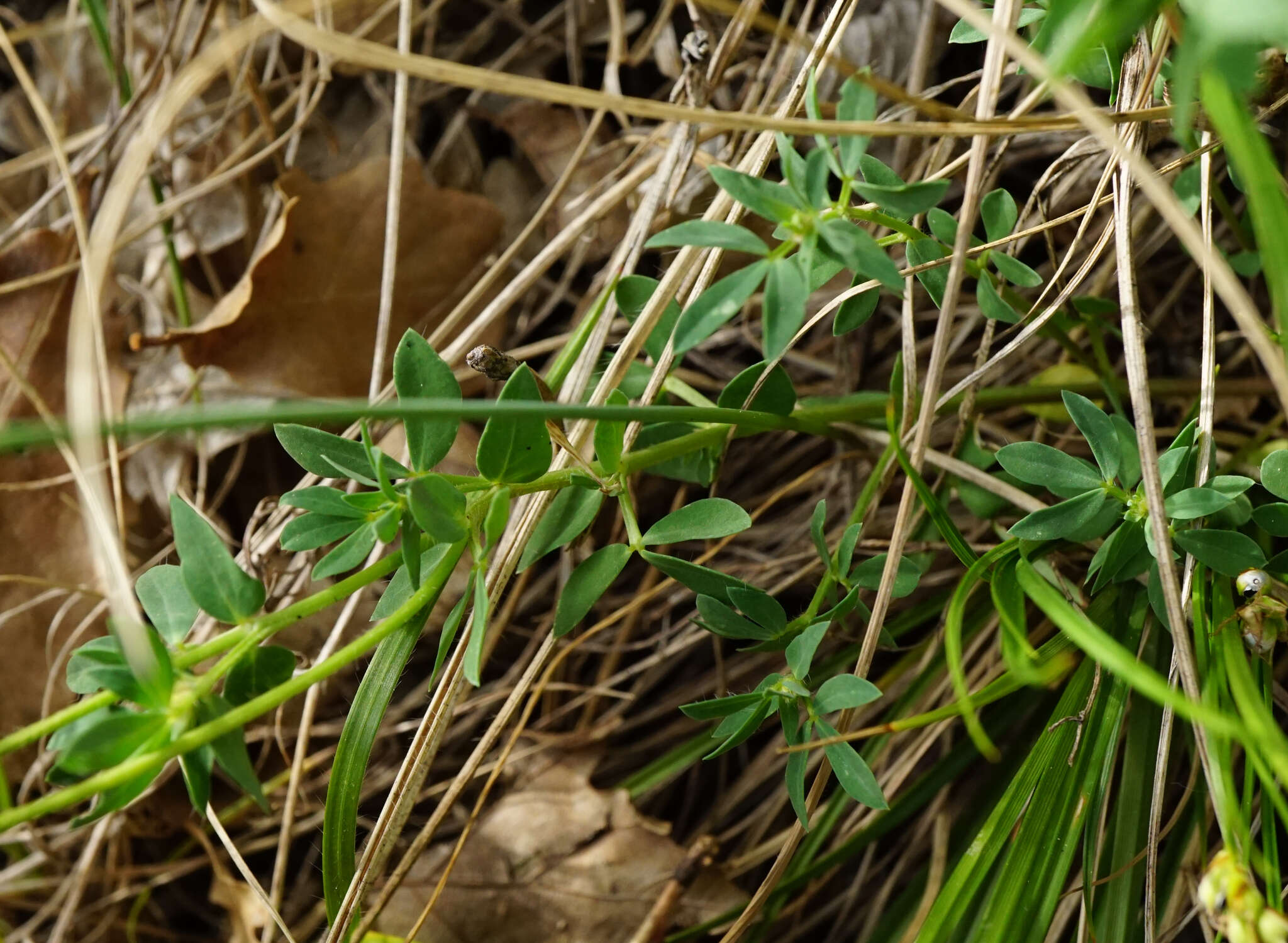 Image of Lotus borbasii Ujhelyi