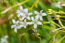 Imagem de Lysimachia candida Lindl.