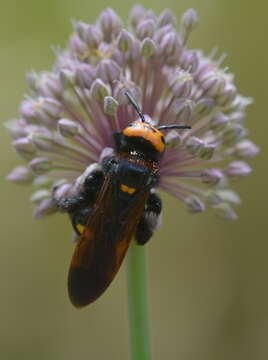 Image de Megascolia maculata (Drury 1773)