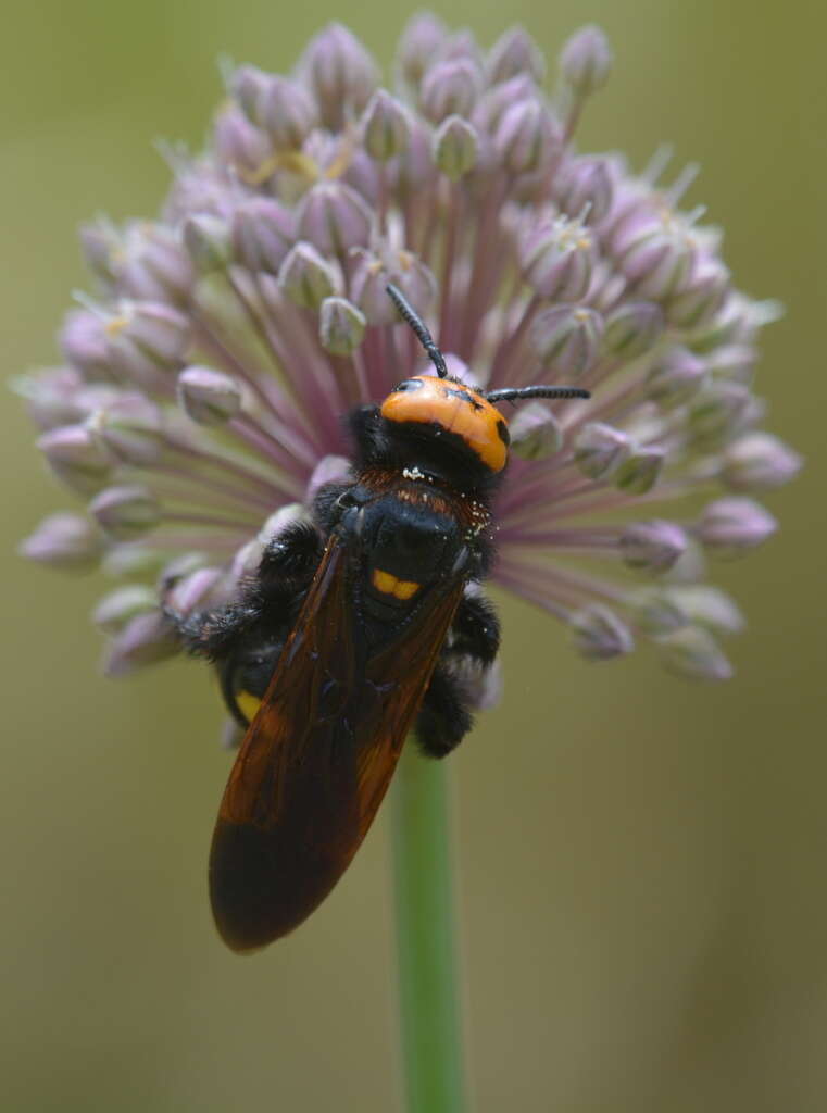 Image de Megascolia maculata (Drury 1773)