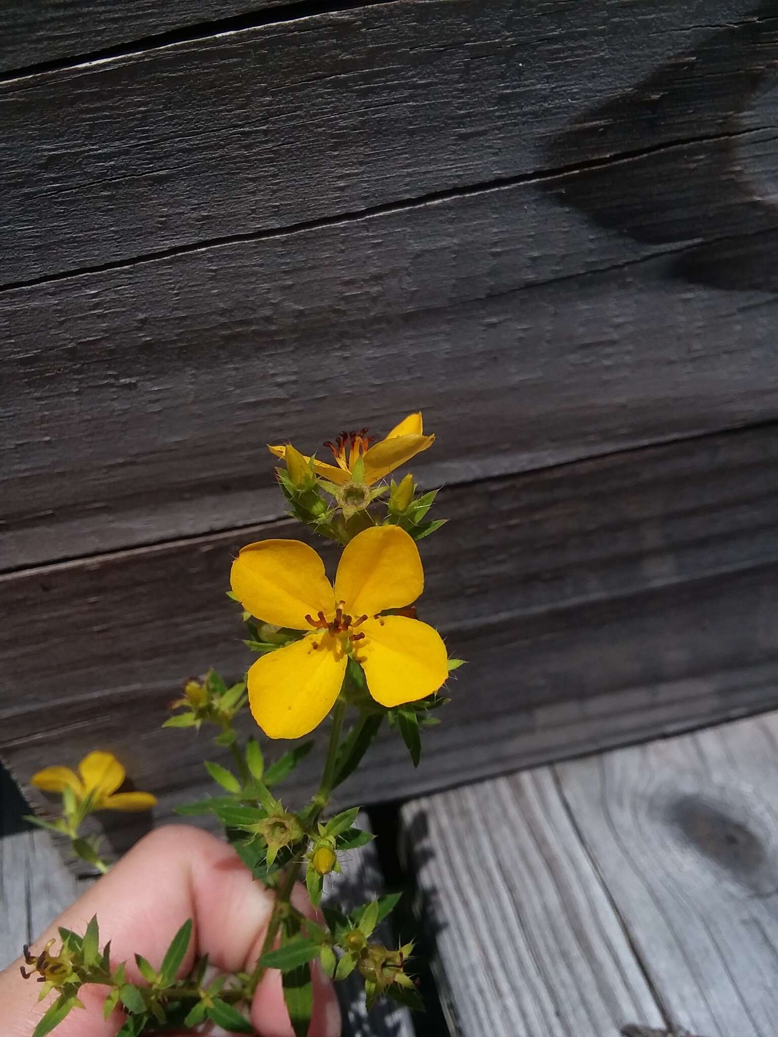 Image of Yellow Meadow-Beauty