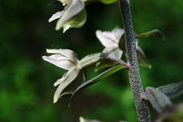 Image of Epipactis condensata Boiss. ex D. P. Young