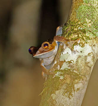 Image of Madagascar Bright-eyed Frog