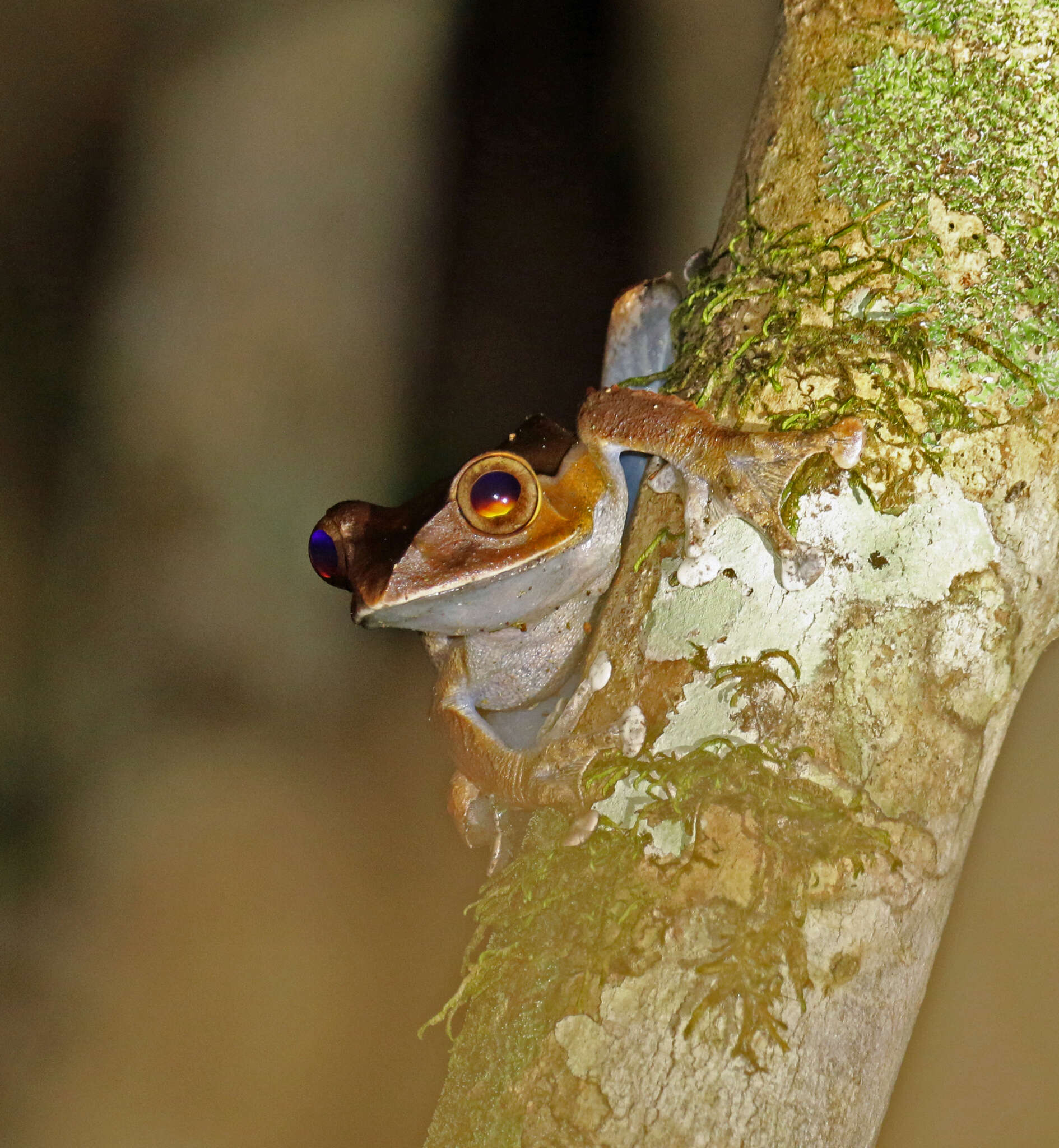 Image of Madagascar Bright-eyed Frog