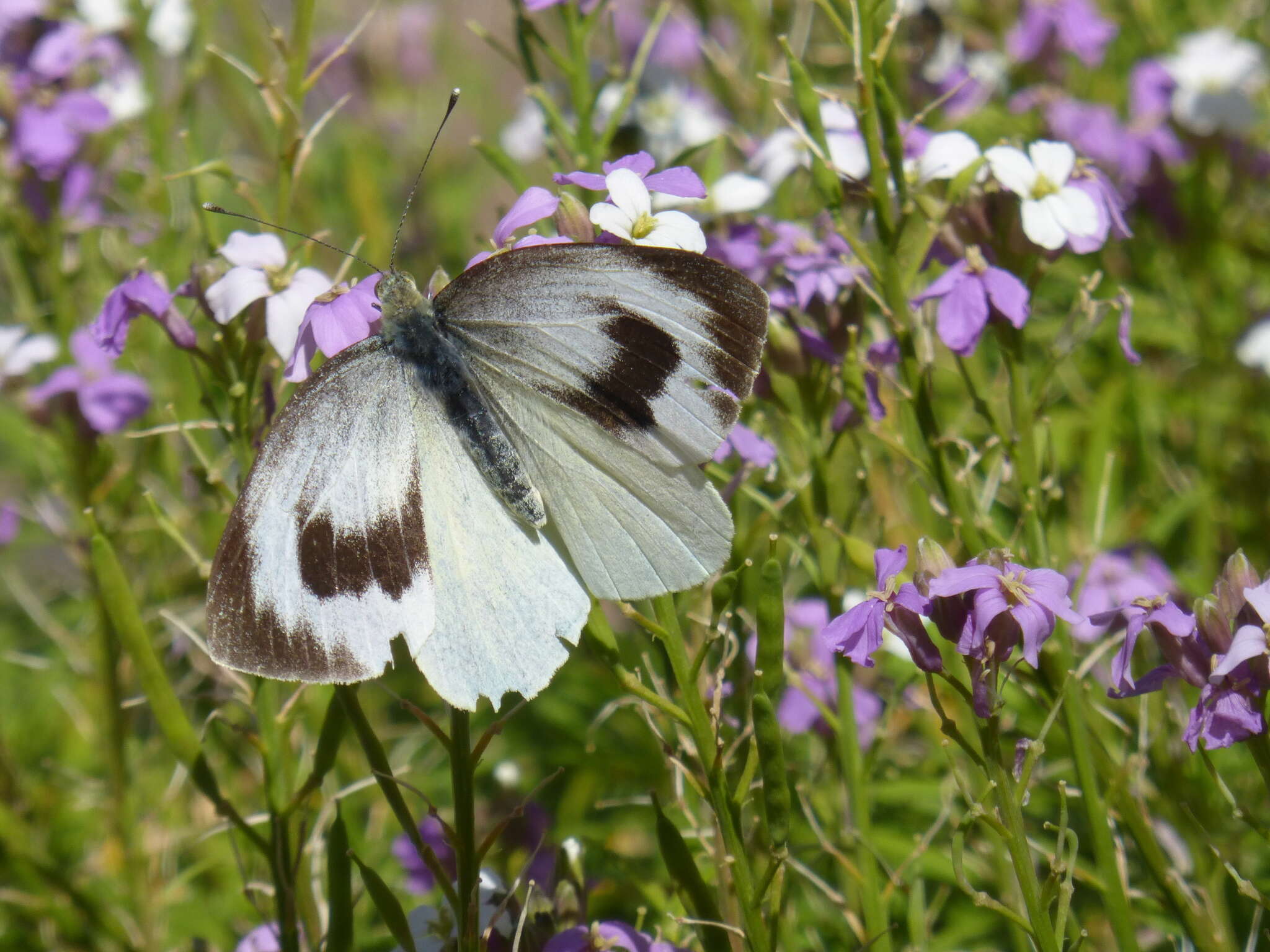 Image of Canary Islands Large White