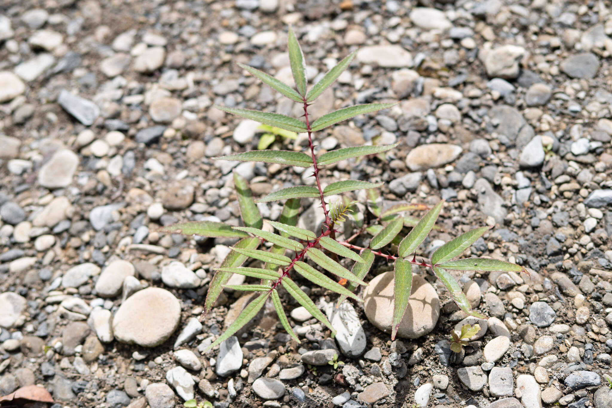 Слика од Zanthoxylum ailanthoides Siebold & Zucc.