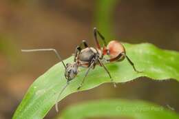 Image de Polyrhachis bihamata (Drury 1773)