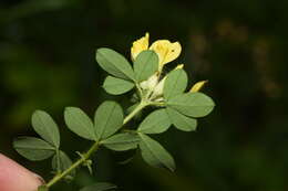 Image of big-flower broom