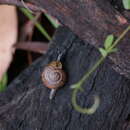 Image of Austrorhytida nandewarensis Shea & Griffiths 2010