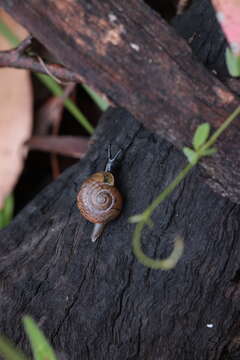 Image of Austrorhytida nandewarensis Shea & Griffiths 2010