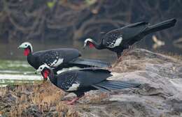 Image of Red-throated Piping Guan