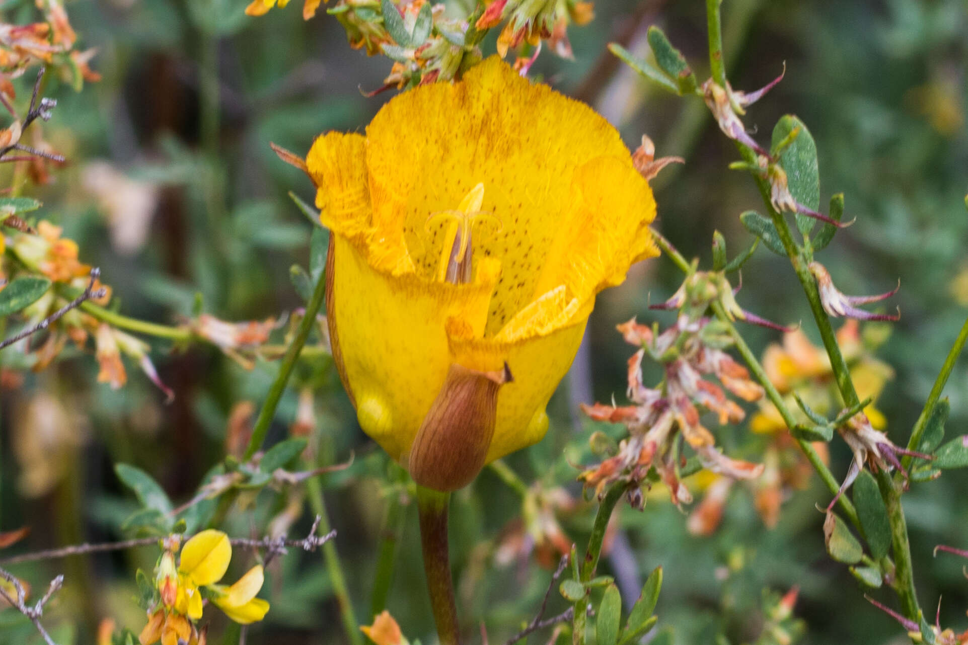 Image of Weed's mariposa lily