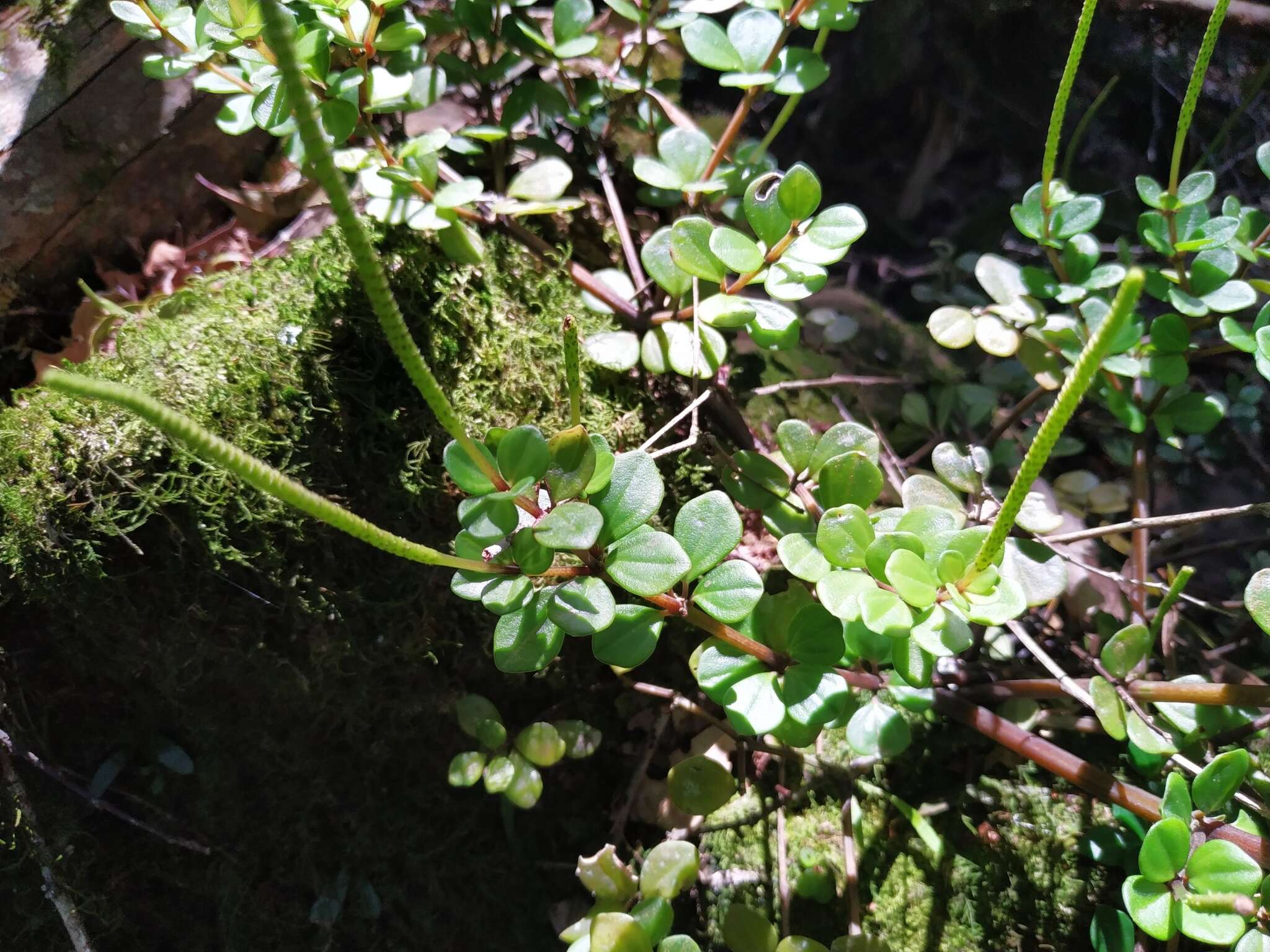 Image of Peperomia trineuroides Dahlst.